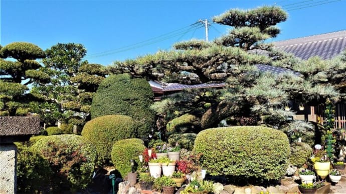 冬の寄せ植え始動、2020年