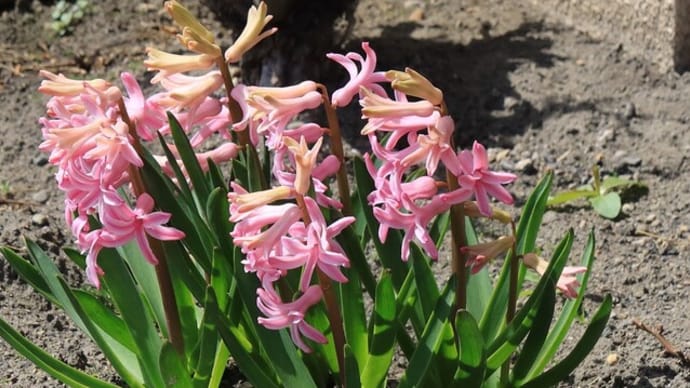 散歩で出会った春の花々
