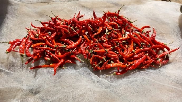 唐辛子🌶️