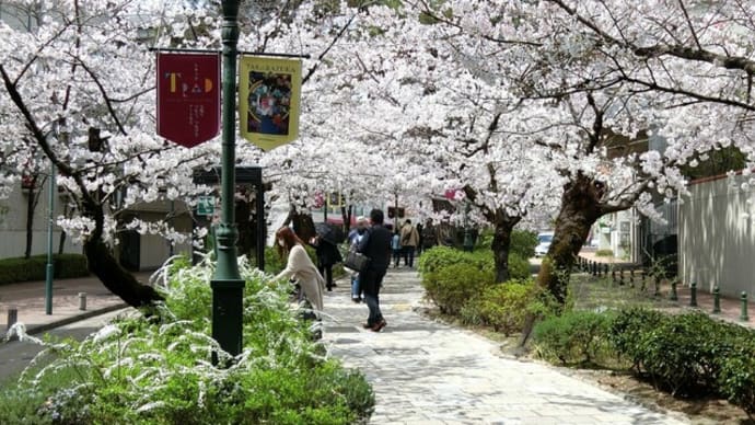 「宝塚・花のみち」の桜は満開です!