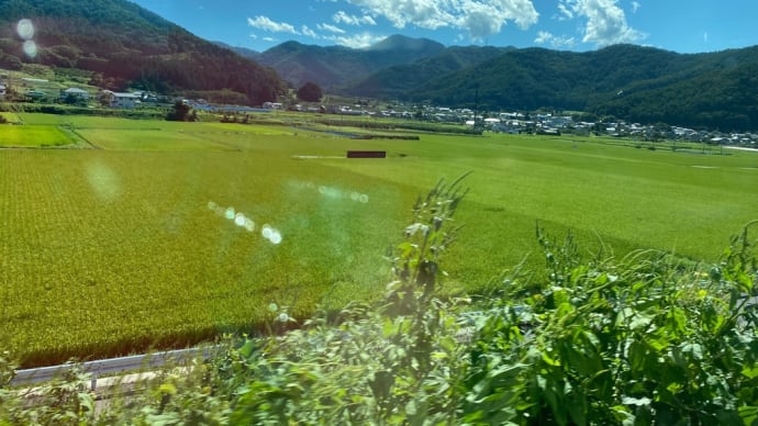 あずさ
