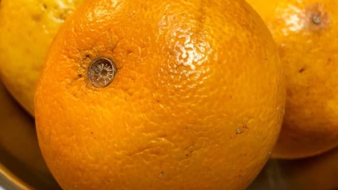 いただきもの⭐︎甘夏・無肥料無農薬♪