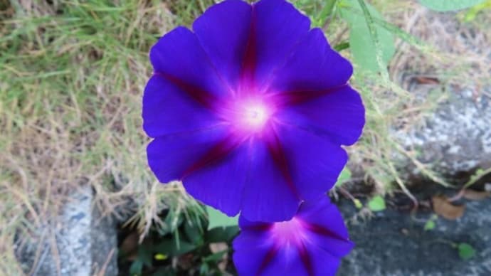 道端の花~マルバアサガオ