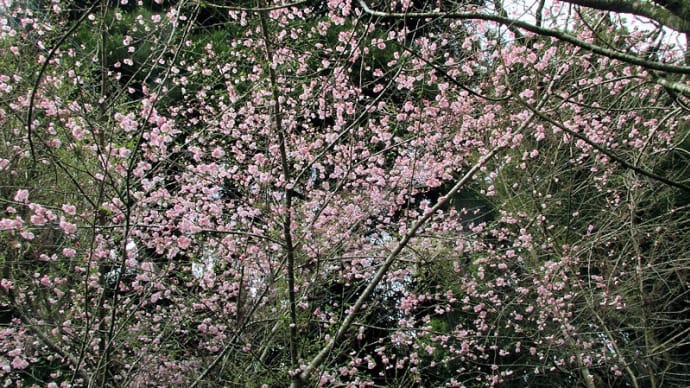 籾山神社付近の花