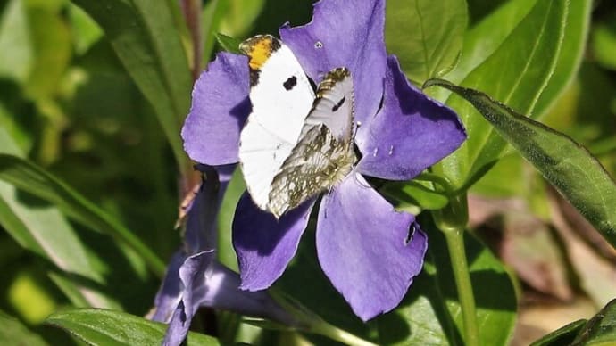 今日のOrange Tip ♂♀