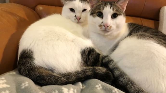 か~さんか~さんと呼ぶ猫