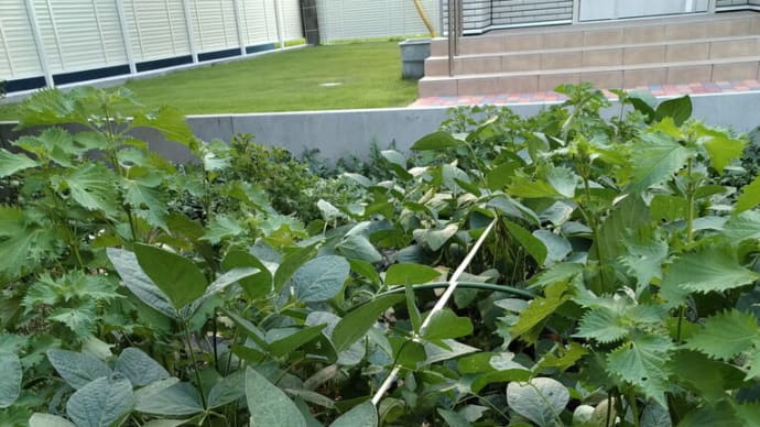 茶豆の収穫