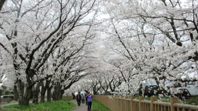 昨日も花見