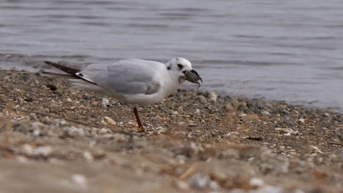 ズグロカモメ 蟹を食う