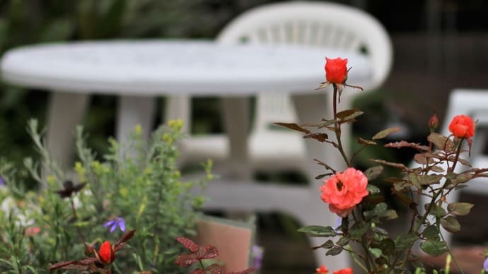 三陽メディアの温室のお花