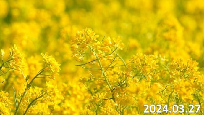 菜の花畑 すっかり春ですね♪
