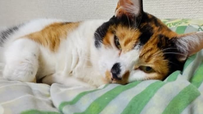 夏のお嬢さん。