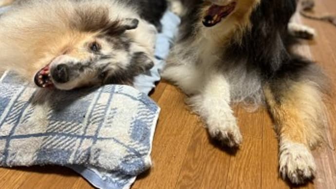 イネちゃん 16歳2か月