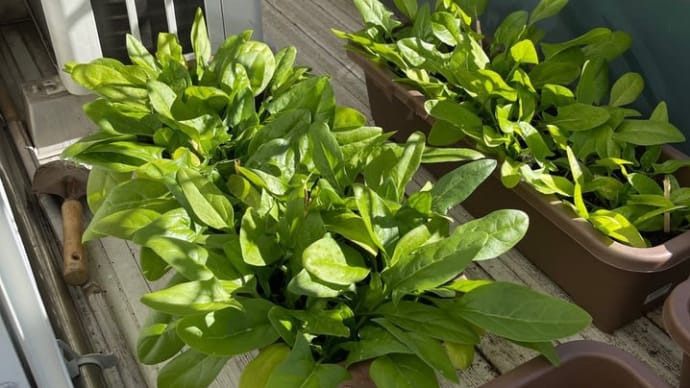 ほうれん草 収穫 ベランダ