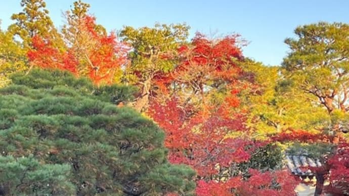 桜並木の秋を行く朝・・・わが秋のうた2023＜２＞