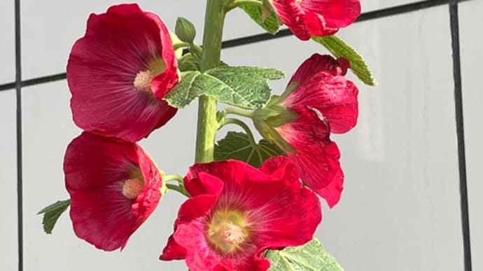 立ち葵の開花・小さな薔薇・カーネーション