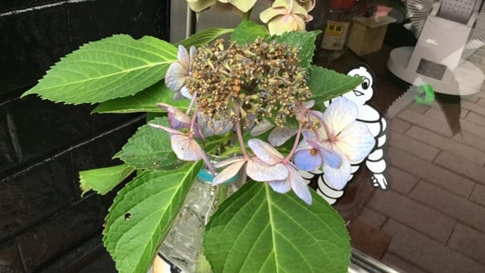 強い紫陽花に!