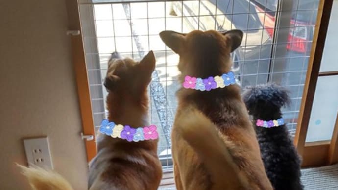 【英未ちゃん通信】正式譲渡報告