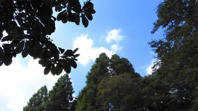 六甲高山植物園・・・1・六甲ミーツ・アート芸術散歩2022