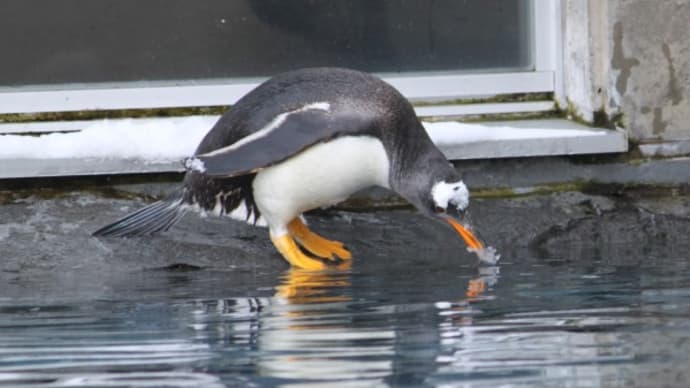 気になっているペンギン　２