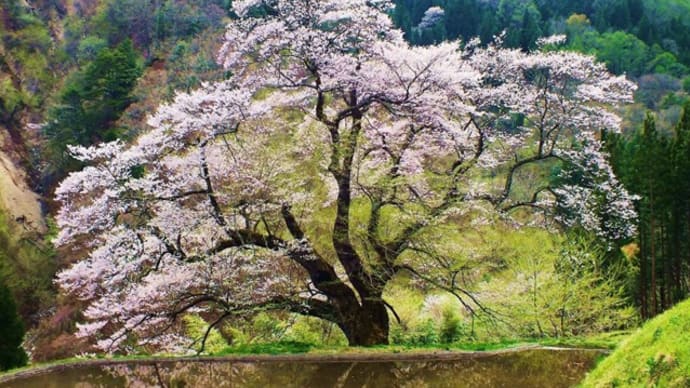 駒つなぎの桜【長野県阿智村】