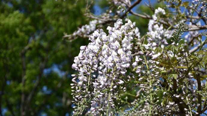 ふじの花狩り 神奈川県鎌倉市 日比谷花壇大船フラワーセンター(1)見頃です