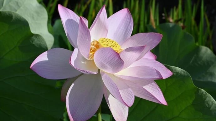 蓮の花(池)のその後