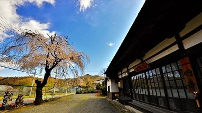 身延町粟倉 「一円寺(小原島)」の枝垂れ桜