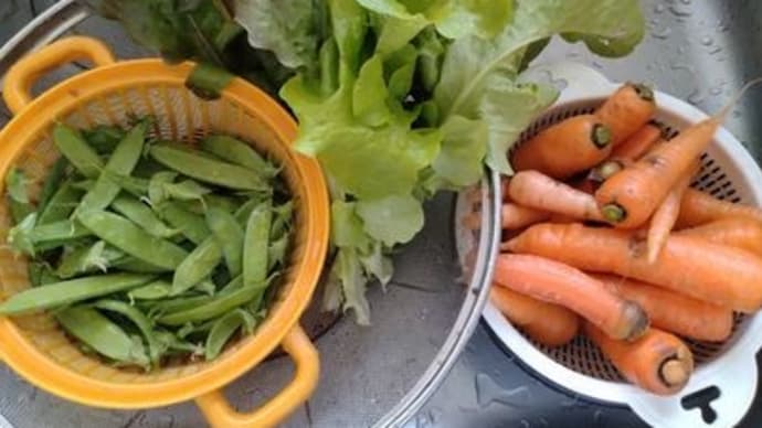野菜収穫と片付け料理