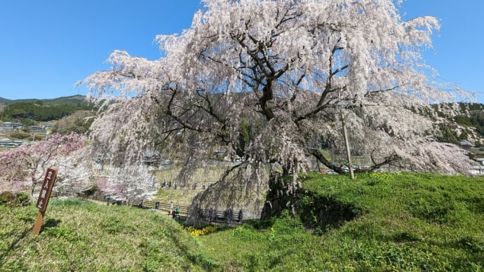 樹齢約三百年の又兵衛桜(シダレザクラ)