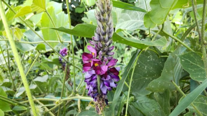 クズ:大繁茂のなか赤紫色の花を