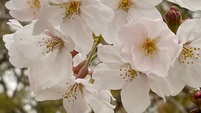 三滝の桜
