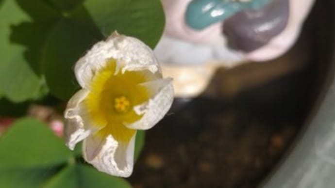 師走三日のお日さまの気持ちに応えて