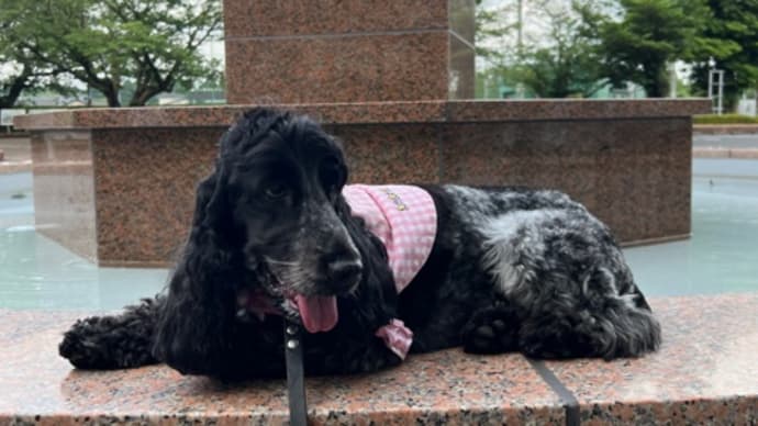 西日は人にも犬にも辛い💦・・・夕方の散歩で体力消耗