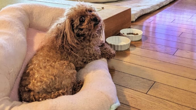 攻めるお豆🐶