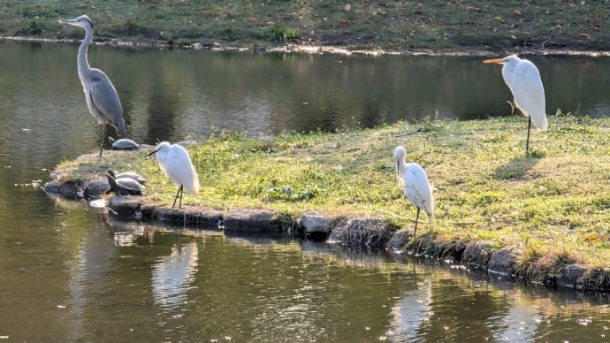 いろんな動きしています。住吉公園の鳥たち👀
