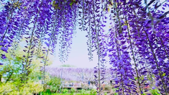あしかがフラワーパークの藤の花 その5(栃木県足利市 2023.4.17撮影)