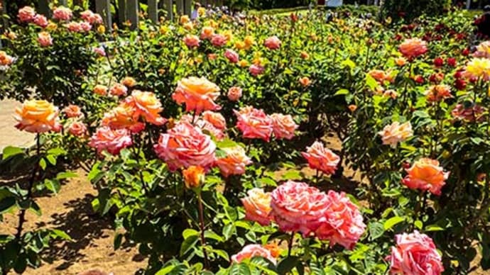 神代植物公園バラが満開でした