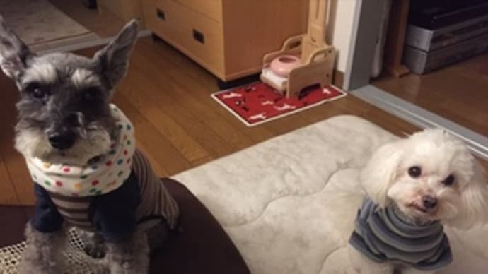我が家の「老犬に優しいグッズ」♪