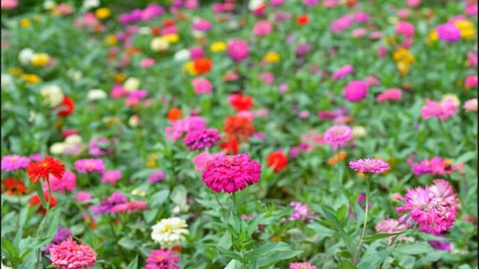 「境御嶽山自然の森公園」の 百日草(ジニア)