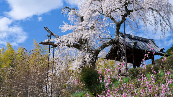 地蔵院の桜 (京都府井手町)