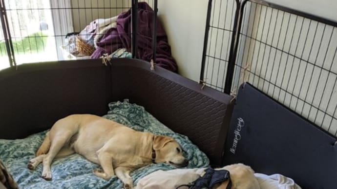 犬の介護生活 8月