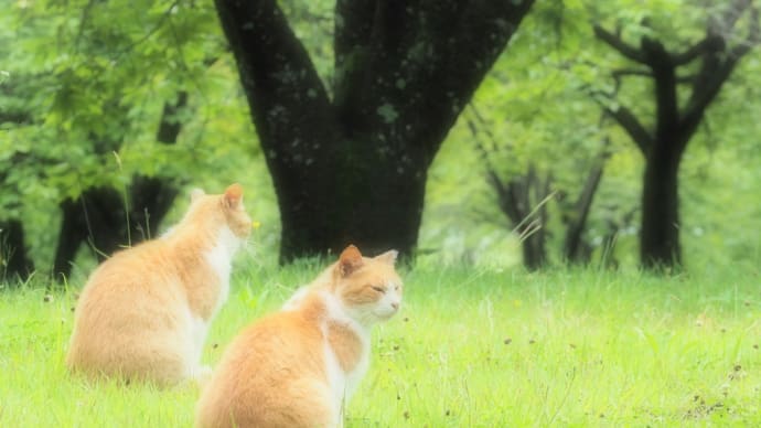 昨年の春にここで出会ったのって、もしかすると君たち?...あづま総合運動公園にて(2022.7.17)