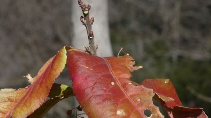 冬芽と葉痕 ～ マユミ、ケンポナシ、アオギリ、ムクロジ