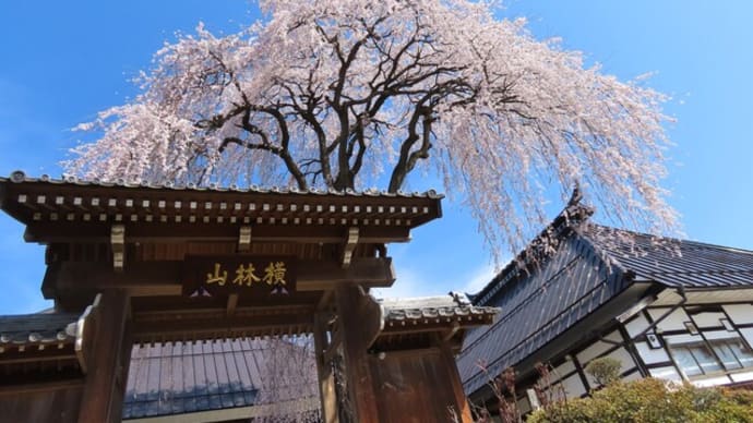 横林山 桃昌寺(とうしょうじ)の枝垂れ桜