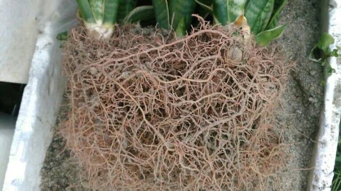 サンスベリアの植え替えを始めた