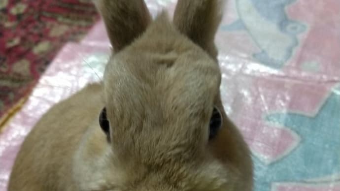 うさぎ学長!わちゃまる君!(その217)それは違うぞ!