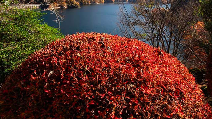 奥多摩湖の紅葉