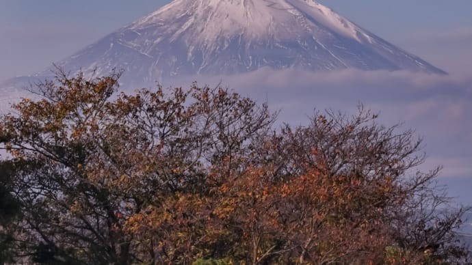 15/Nov 相模川の紅葉と富士山と湘南銀河大橋のシルエット富士
