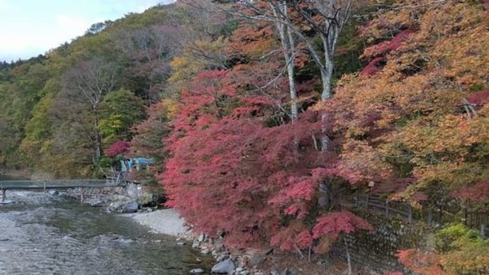 塩原温泉随一の紅葉スポット【紅の吊り橋】当館周辺の紅葉が見頃です